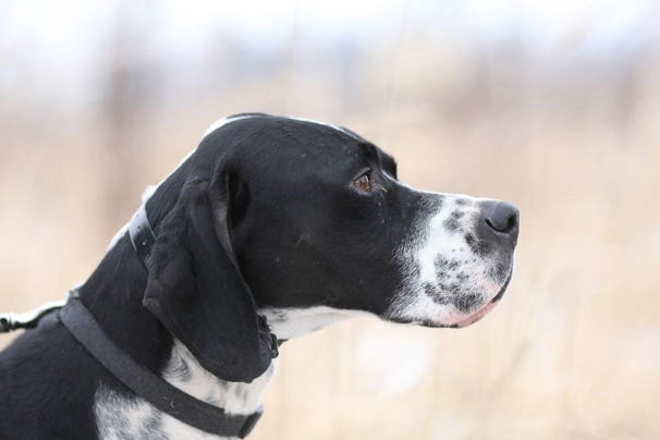 Pointer Dogs Informace - velikost, povaha, délka života & cena | iFauna