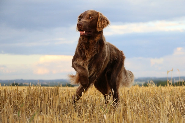 Flat-Coated Retriever Dogs Raza - Características, Fotos & Precio | MundoAnimalia