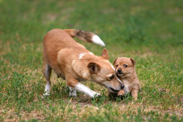 Portuguese Podengo Dogs Breed - Information, Temperament, Size & Price | Pets4Homes