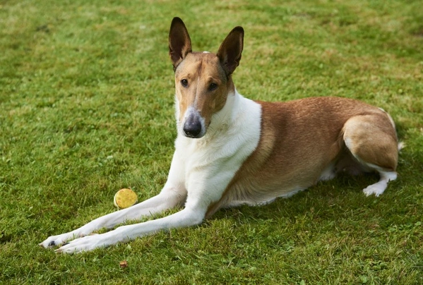 Smooth hot sale collie dog