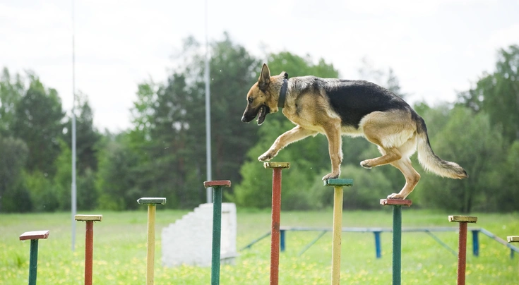 German shepherd hot sale training course