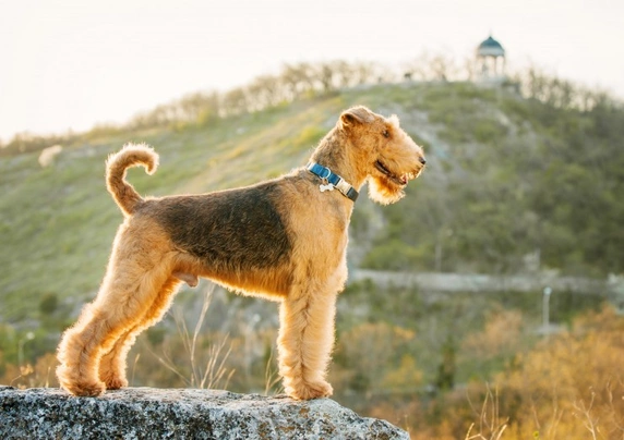 Airedale Terriër Dogs Ras: Karakter, Levensduur & Prijs | Puppyplaats