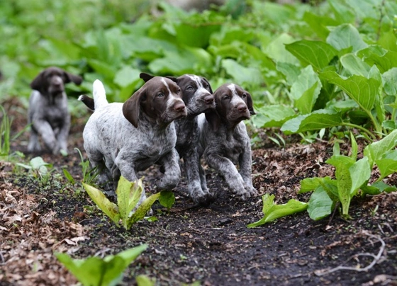 How much to feed a outlet german shorthaired pointer puppy