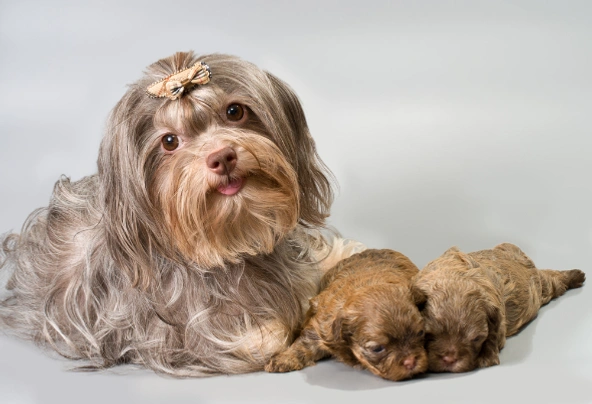Bolonka Zwetna Dogs Ras: Karakter, Levensduur & Prijs | Puppyplaats