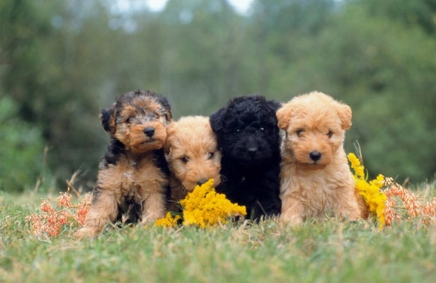 Lakeland terrier 2024 poodle cross