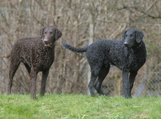 Curly coated retrívr Dogs Plemeno / Druh: Povaha, Délka života & Cena | iFauna