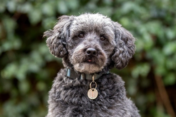 Buy clearance schnoodle puppy