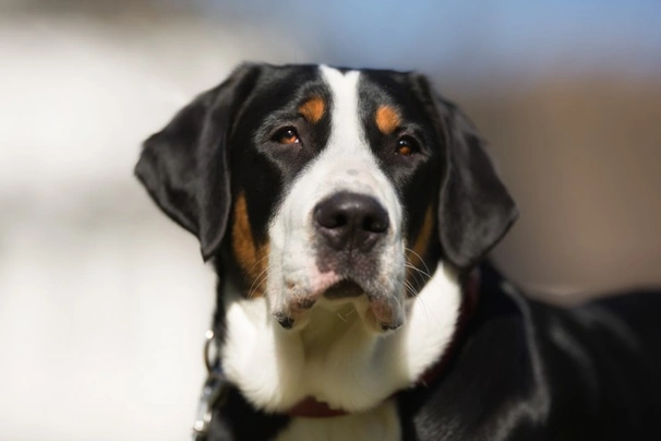 Lifespan of greater hot sale swiss mountain dog