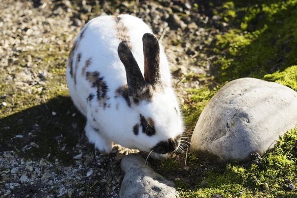 Rhinelander Rabbits Breed - Information, Temperament, Size & Price | Pets4Homes