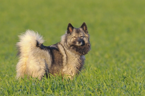 Mini best sale keeshond puppy