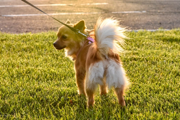 Pomchi Dogs Breed - Information, Temperament, Size & Price | Pets4Homes