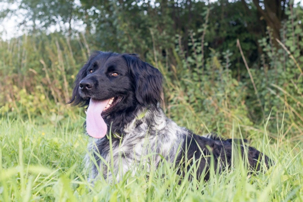 Large Munsterlander Dogs Breed - Information, Temperament, Size & Price | Pets4Homes