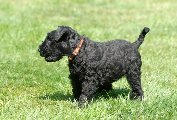 Kerry Blue Terrier Dogs Raza - Características, Fotos & Precio | MundoAnimalia