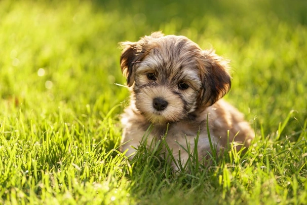 Havanese Dogs Breed - Information, Temperament, Size & Price | Pets4Homes