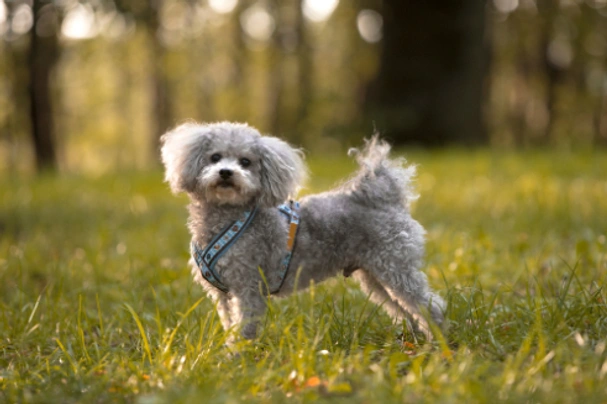 Bolonka Zwetna Dogs Ras: Karakter, Levensduur & Prijs | Puppyplaats