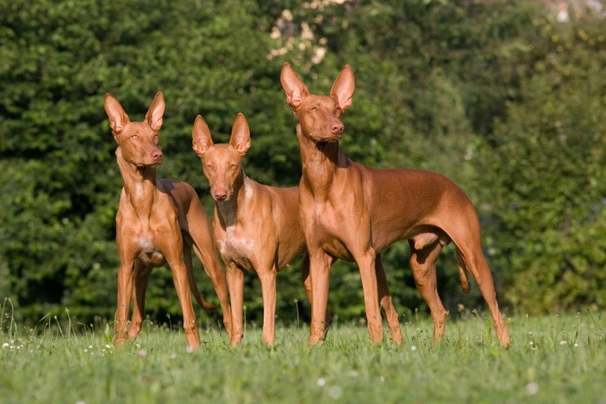 Faraonský chrt Dogs Informace - velikost, povaha, délka života & cena | iFauna
