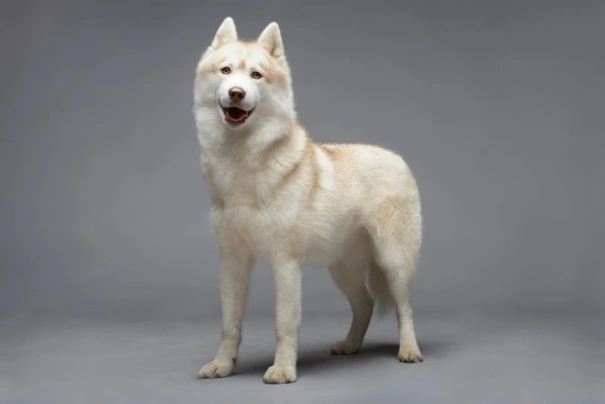 Siberian Husky Dogs Razza - Prezzo, Temperamento & Foto | AnnunciAnimali