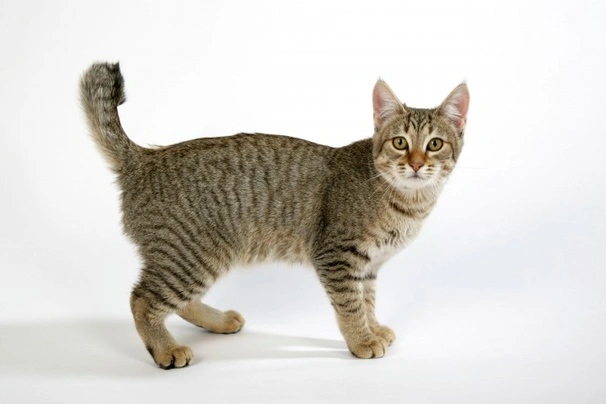 Pixie Bob Cats Breed - Information, Temperament, Size & Price | Pets4Homes