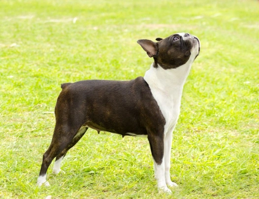 Boston Terrier Dogs Breed | Facts, Information and Advice | Pets4Homes