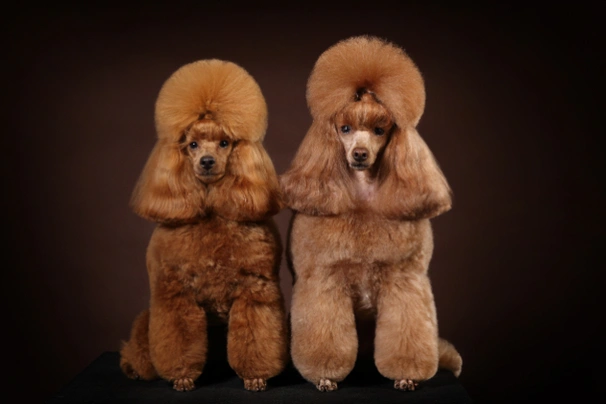 Miniature poodle outlet precio