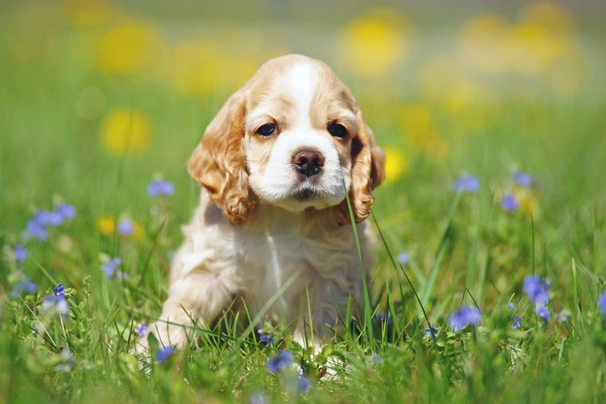 Amerikaanse Cocker Spaniel Dogs Ras: Karakter, Levensduur & Prijs | Puppyplaats