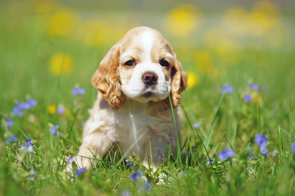 American cocker discount spaniel puppy