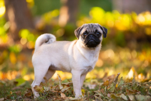 Pug Dogs Breed - Information, Temperament, Size & Price | Pets4Homes