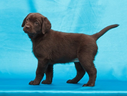 Labrador Retriever Dogs Ras: Karakter, Levensduur & Prijs | Puppyplaats