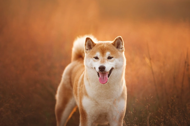 Shiba inu Dogs Informace - velikost, povaha, délka života & cena | iFauna