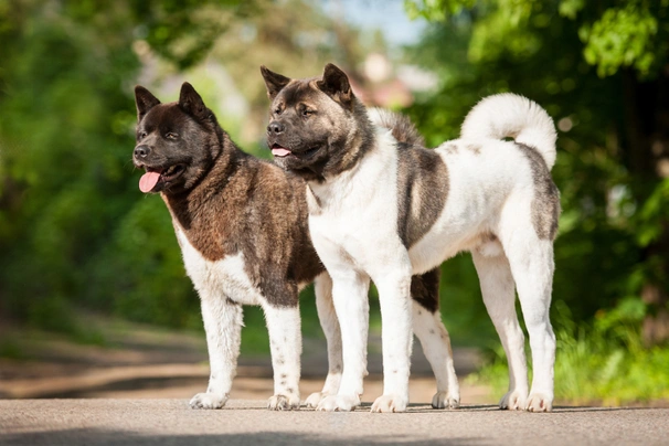 Americká akita Dogs Informace - velikost, povaha, délka života & cena | iFauna