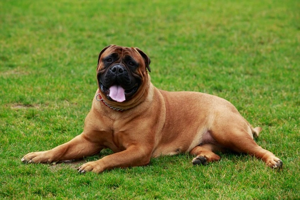 Bulmastif Dogs Informace - velikost, povaha, délka života & cena | iFauna