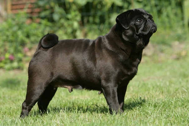 Pug Dogs Breed - Information, Temperament, Size & Price | Pets4Homes