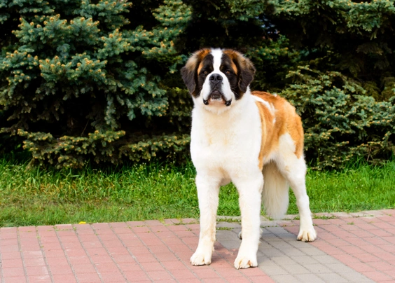 Moskevský strážní pes Dogs Informace - velikost, povaha, délka života & cena | iFauna