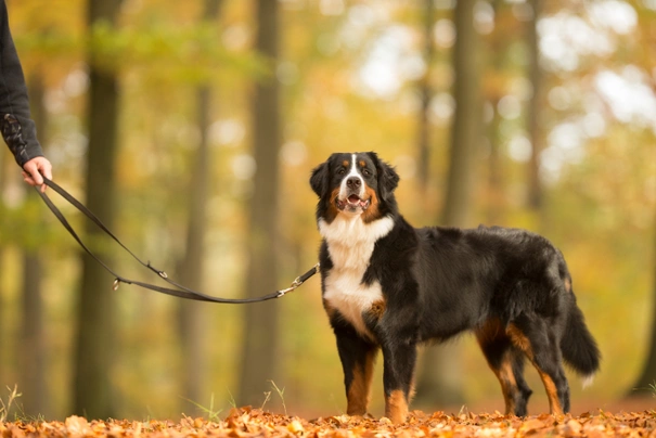 Bernese Mountain Dog Dogs Breed - Information, Temperament, Size & Price | Pets4Homes