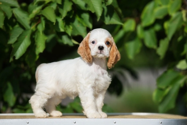 American Cocker Spaniel Dogs Breed - Information, Temperament, Size ...