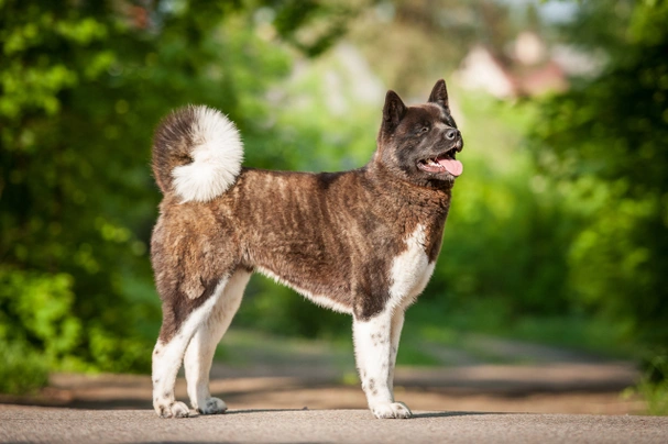 Americká akita Dogs Plemeno / Druh: Povaha, Délka života & Cena | iFauna