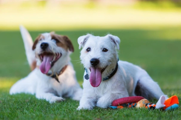 Parson Russell Terrier Dogs Razza - Prezzo, Temperamento & Foto | AnnunciAnimali
