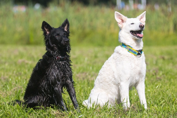 Mudi Dogs Ras: Karakter, Levensduur & Prijs | Puppyplaats