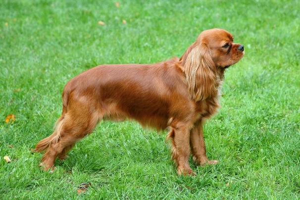 Cavalier King Charles Spaniel Dogs Raza - Características, Fotos & Precio | MundoAnimalia