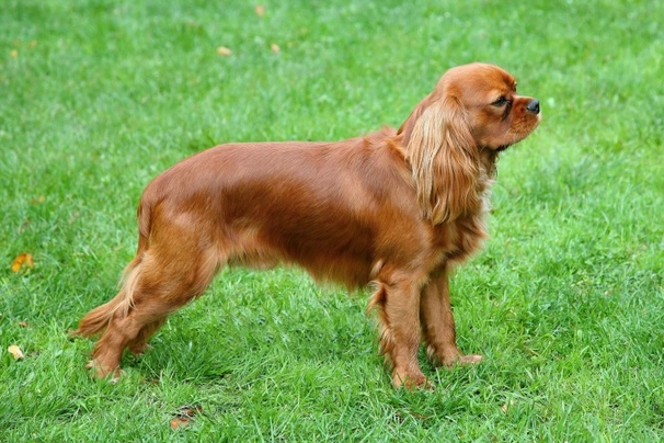 Cavalier King Charles spaniel Dogs Razza - Prezzo, Temperamento & Foto | AnnunciAnimali