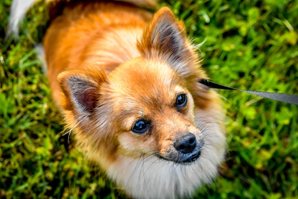 Kilo is a 9 year old chihuahua Pomeranian weiner dog mix