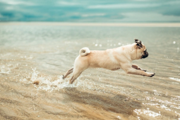 Mopshond Dogs Ras: Karakter, Levensduur & Prijs | Puppyplaats