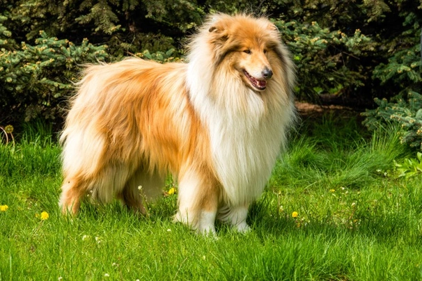 Rough Collie Dogs Breed - Information, Temperament, Size & Price | Pets4Homes