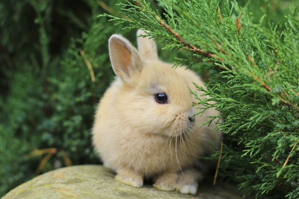 Netherland Dwarf Rabbits Breed - Information, Temperament, Size & Price | Pets4Homes