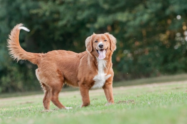 Mini duck tolling store retriever