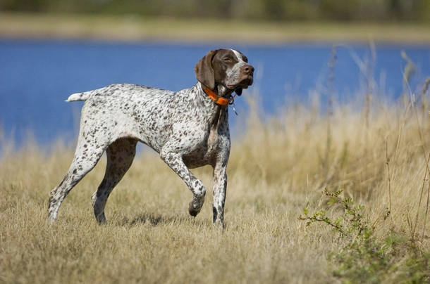 German pointer hot sale size