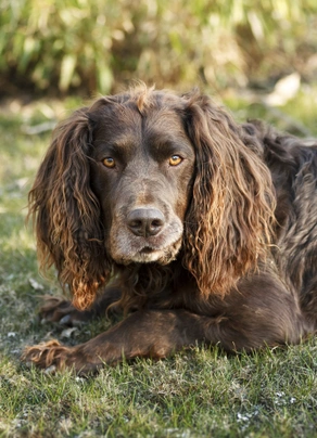 Německý křepelák Dogs Informace - velikost, povaha, délka života & cena | iFauna