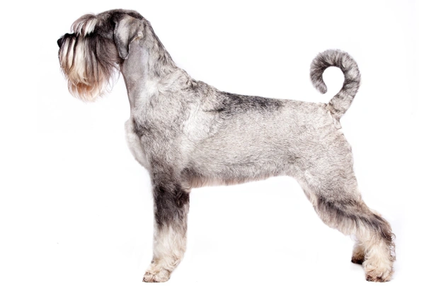 Schnauzer Medio Dogs Razza - Prezzo, Temperamento & Foto | AnnunciAnimali