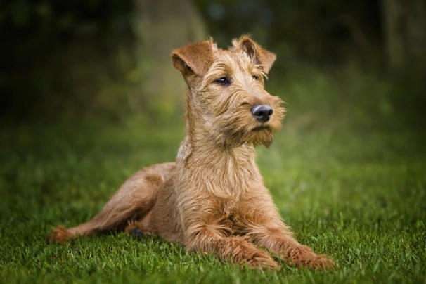 Irský teriér Dogs Informace - velikost, povaha, délka života & cena | iFauna