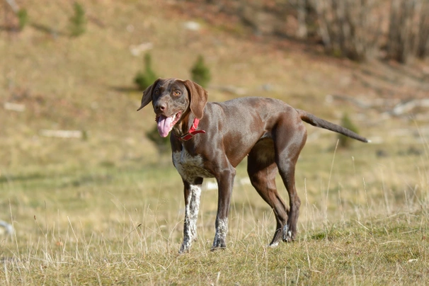 German longhaired pointer clearance price